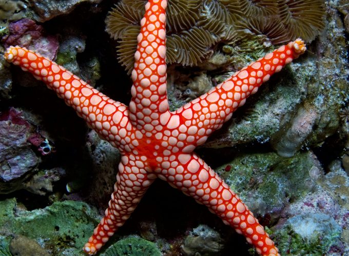 Wallpaper Fromia monilis, sea star, starfish, Indonesia, Indian, Pacific, ocean, sea, water, underwater, diving, tourism, red, World&5511416987